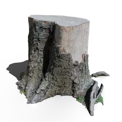 Cut Tree Stump C