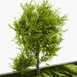 Large Tree Yoshino cherry