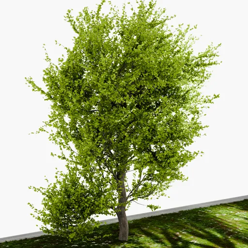 Large Tree Yoshino cherry