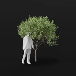 Olive Tree City Young