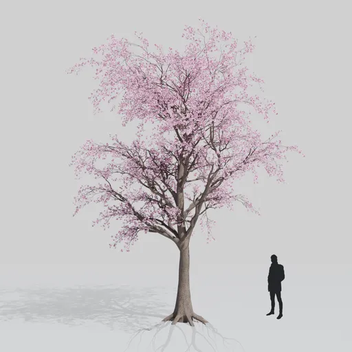 Sakura tree