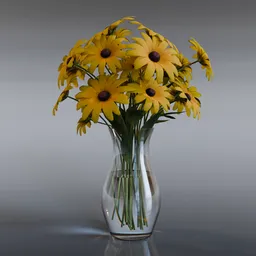 Black eyed Susan Flower Plant - Rudbeckia hirta