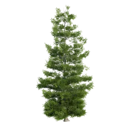 Evergreen Tree