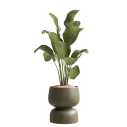 Indoor Plant  - Cuban Cigar