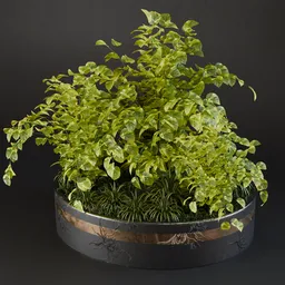 SJ-epipremnum aureum-set003