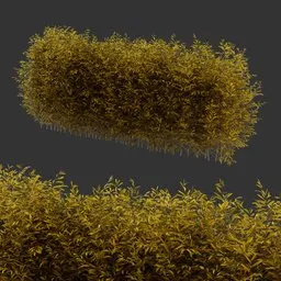 Multiple Bush Autumn Plant