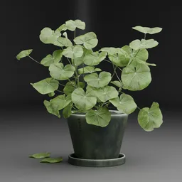 Decorative Potted Plant