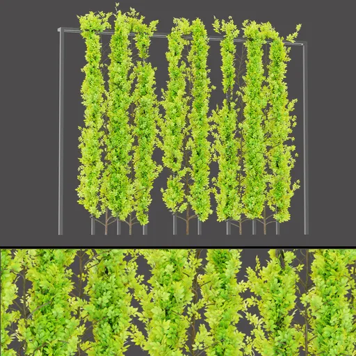 Climbing Ivy Wall
