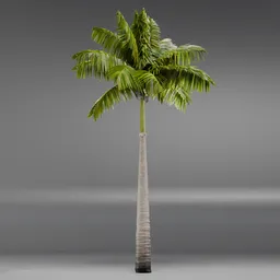 Imperial PalmTree