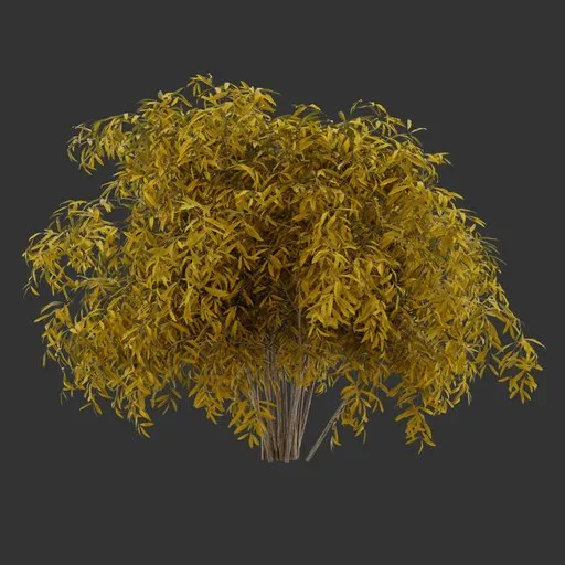 Bush Autumn Plant