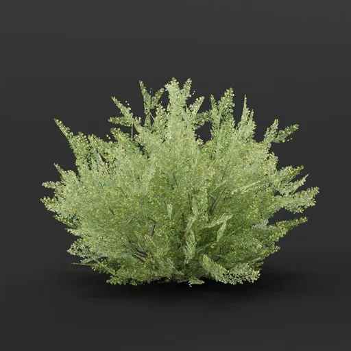 Peashrub Bush Large