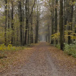 Fall Forest Dirt Road