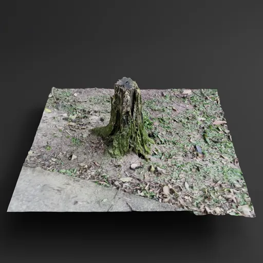 Cut tree trunk