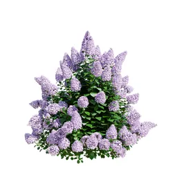 Hydrangea Paniculata mix Purple - White