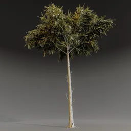 Loblolly pine tree