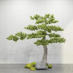 Elegant Zen Pine Tree