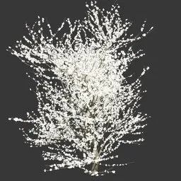 White Sakura
