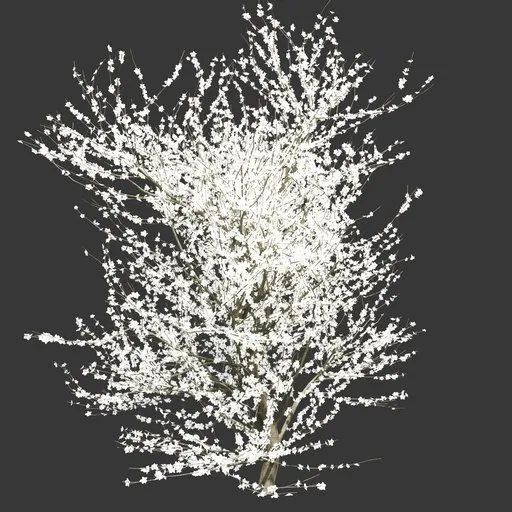 White Sakura