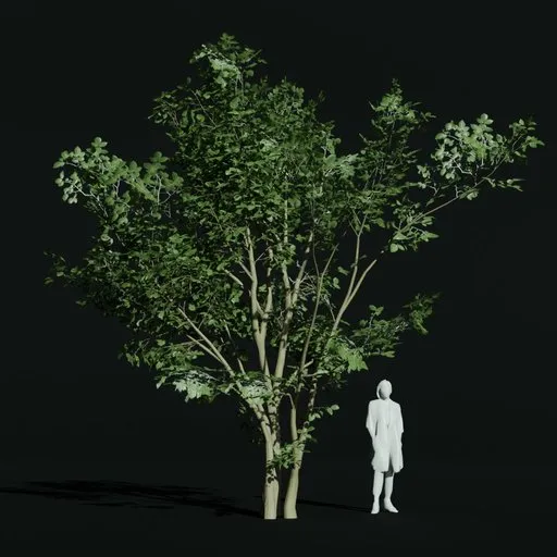 Hornbeam Young