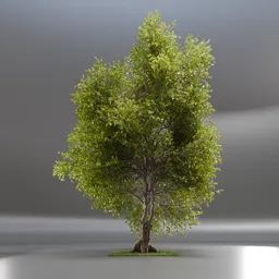 Tree Jungle Animated