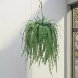 Hanging Boston Fern