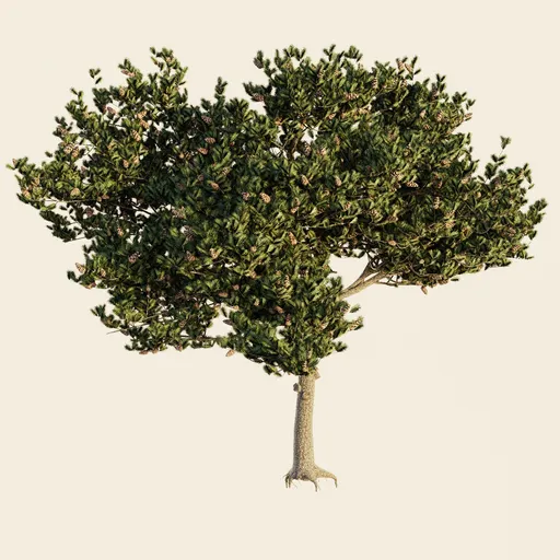 ItalianStonePine