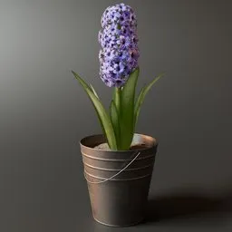 Potted Hyacinth Flower Plant