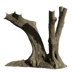 AD Olea europaea Trunk eighteen