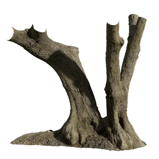 AD Olea europaea Trunk eighteen