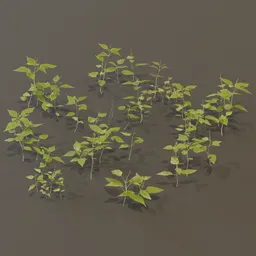 Circaea Lutetiana Weed Plant Med