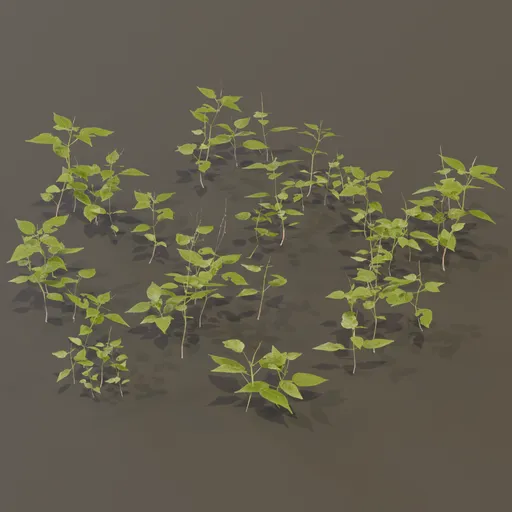Circaea Lutetiana Weed Plant Med