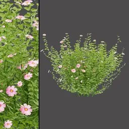 Pink Bloom Shrub