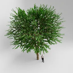 High-detail 3D tree model with lush green foliage, compatible with Blender for forest art scenes.