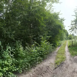 Lush Dirt Path