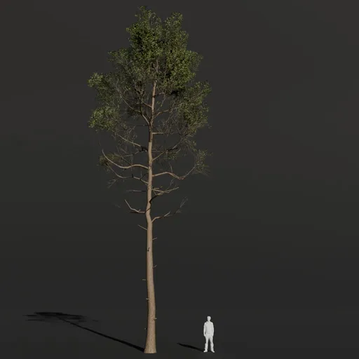Black Alder Tall