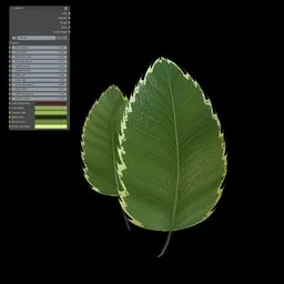 Highly customizable PM-Leaf procedural material for Blender, suitable for creating varied plant leaves in Eevee and Cycles.