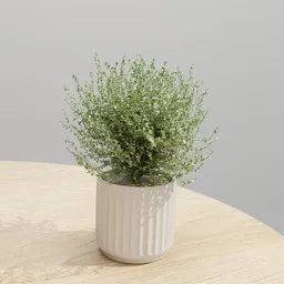 Potted Thyme Plant