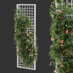 Grid Ivy Rose Plant