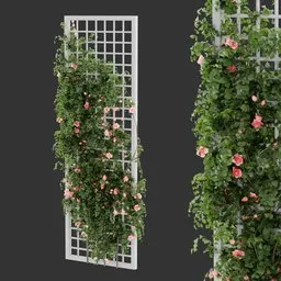 Grid Ivy Rose Plant