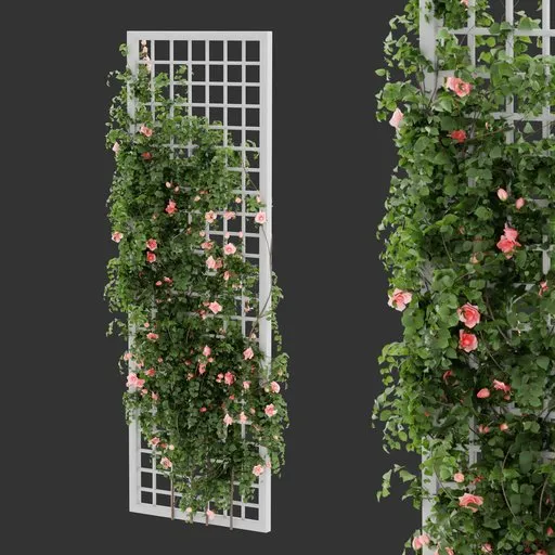 Grid Ivy Rose Plant