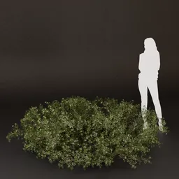 SJ-Misty Field Border Bush