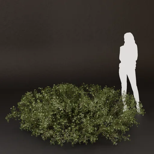 SJ-Misty Field Border Bush