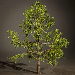 Detailed 19m-high 3D summer tree model with green leaves for Blender.