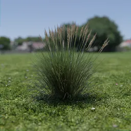 Highly detailed Molina Caerulea 3D model with realistic grass textures, perfect for Blender nature scenes.