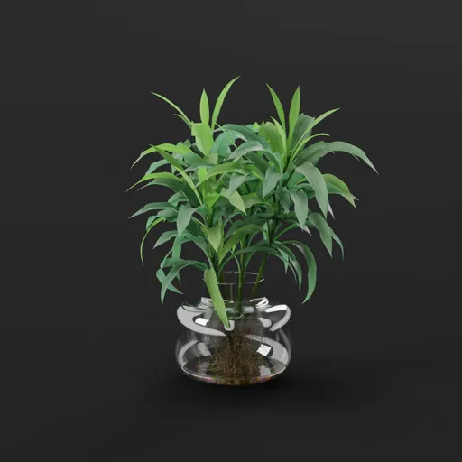 Bamboo Plant