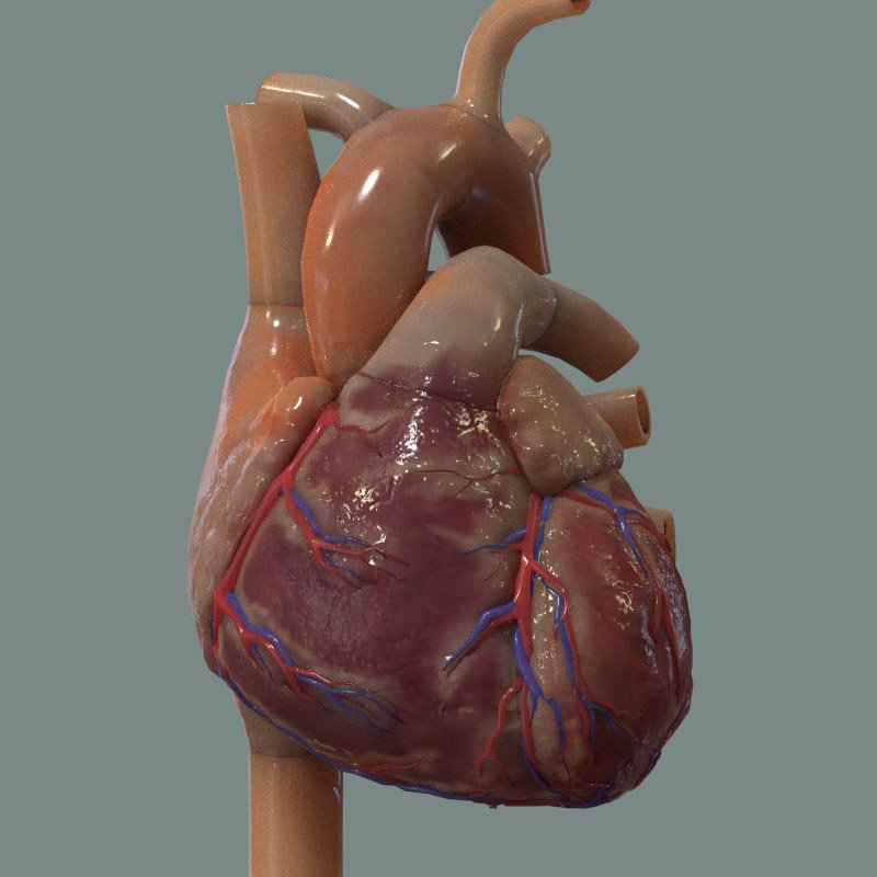 BlenderKit Download the Human heart model
