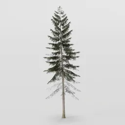 Large Dense Spruce Tree
