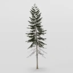 Large Dense Spruce Tree