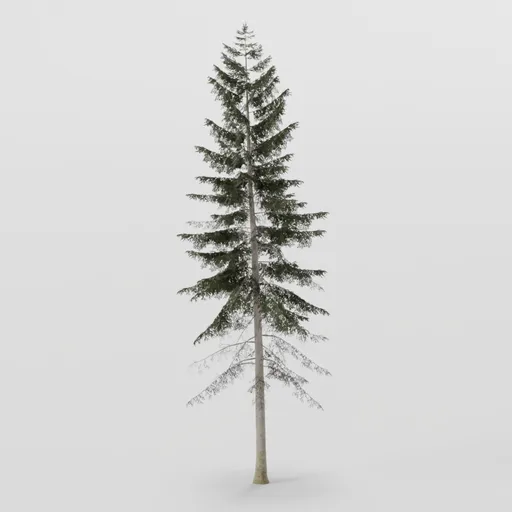 Large Dense Spruce Tree