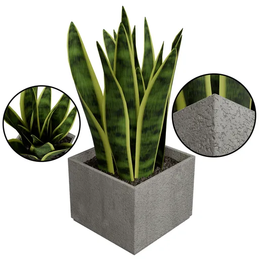 SnakePlant